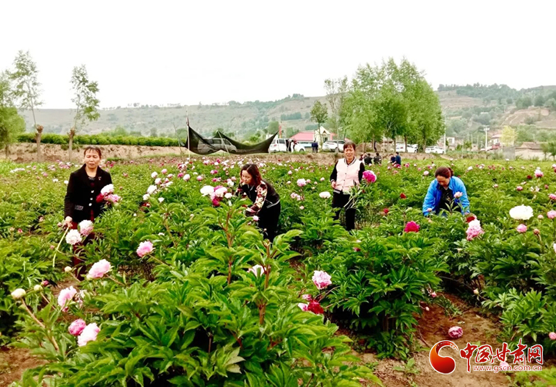 【甘肃省决战决胜脱贫攻坚】临夏县果园山村：大山深处绽放美丽产业（图）