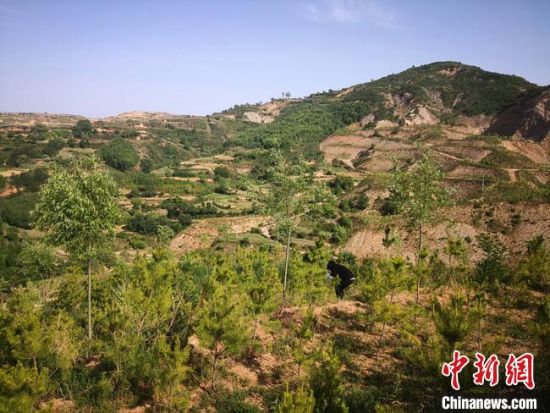 6月初，甘肃平凉市崆峒区境内的黄土塬上“绿树成荫”。　冯志军 摄