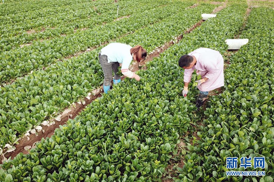 （经济）（2）甘肃金昌：“菜篮子”生产基地丰收忙