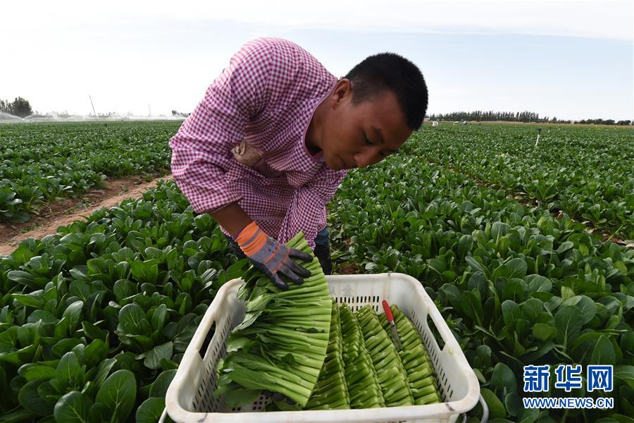 （经济）（3）甘肃金昌：“菜篮子”生产基地丰收忙