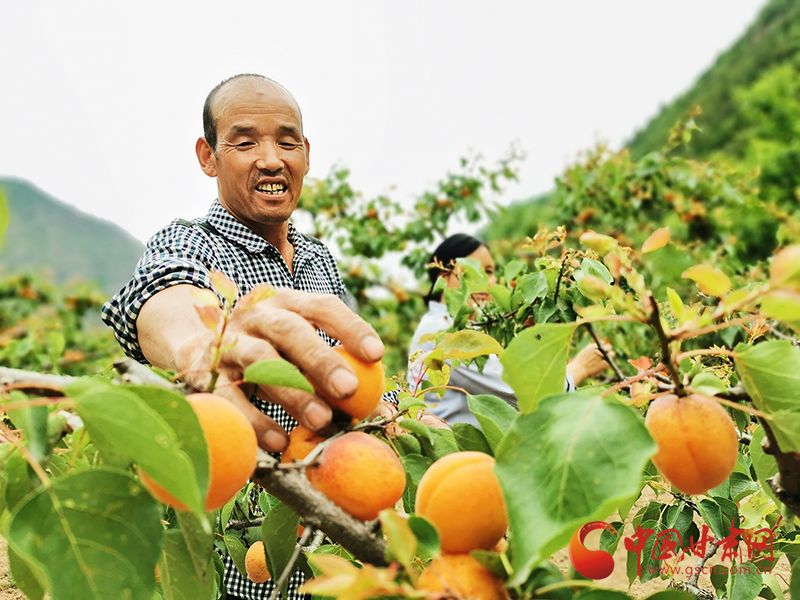 康县太石：示范园里结出了增收致富果