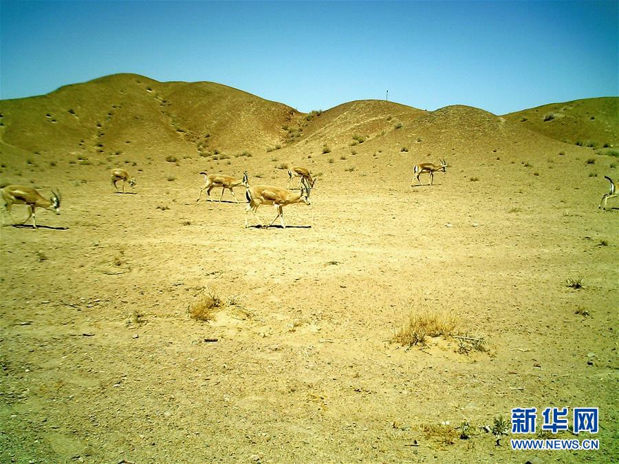 （环境）（1）多种珍稀野生动物“现身”甘肃安南坝野骆驼国家级自然保护区