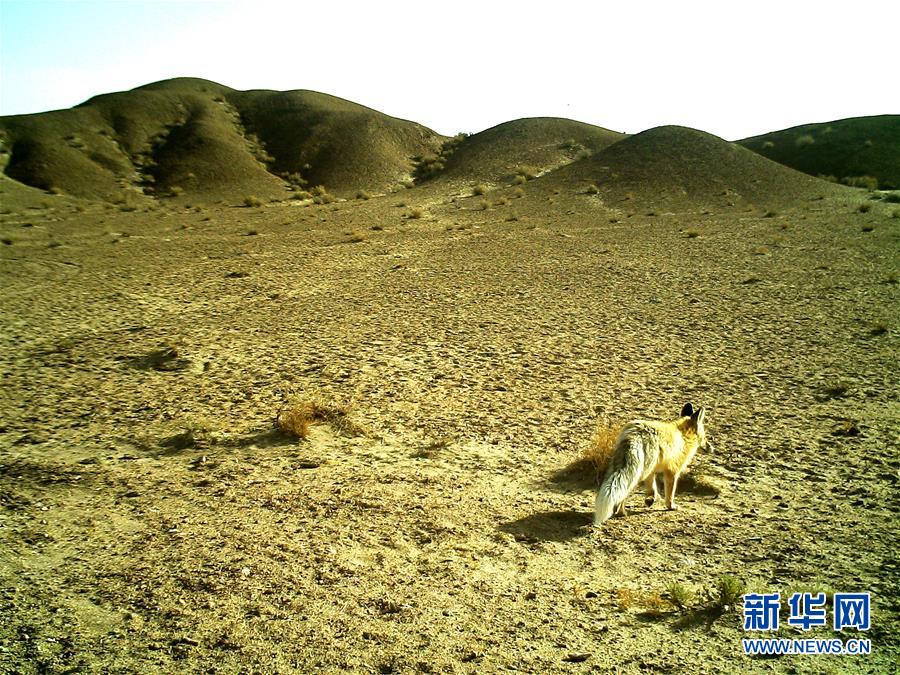 （环境）（3）多种珍稀野生动物“现身”甘肃安南坝野骆驼国家级自然保护区