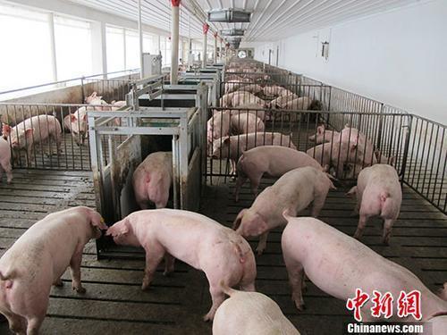 资料图:生猪养殖场。 <a target='_blank' data-cke-saved-href='http://www.chinanews.com/' href='http://www.chinanews.com/'>中新社</a>记者 林浩 摄 资料图:生猪养殖场。 <a target='_blank' data-cke-saved-href='http://www.chinanews.com/' href='http://www.chinanews.com/'>中新社</a>记者 林浩 摄