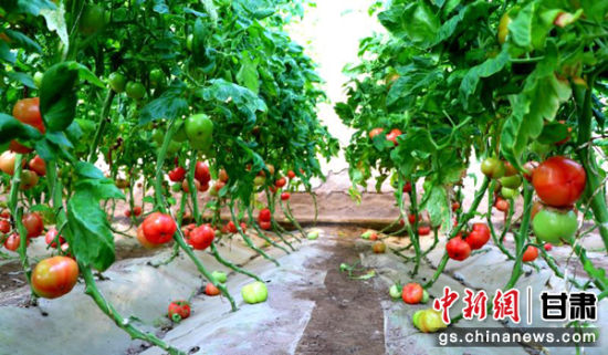 图为苏武现代农业产业园内种植的西红柿。
