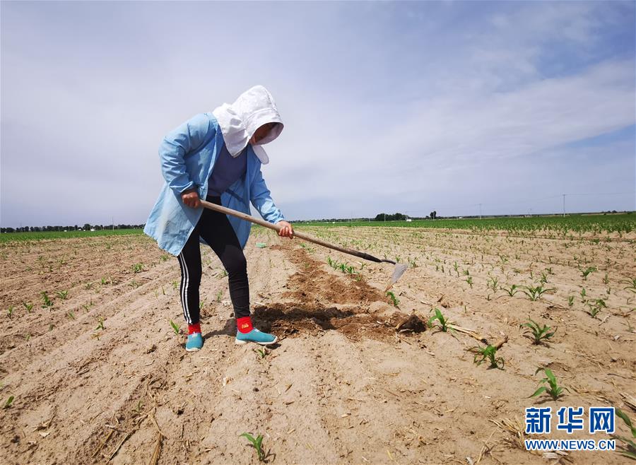 （图文互动）（2）内蒙古旱情持续