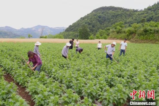 甘肃成县下南山村农民在万寿菊地里劳作。　闫姣 摄