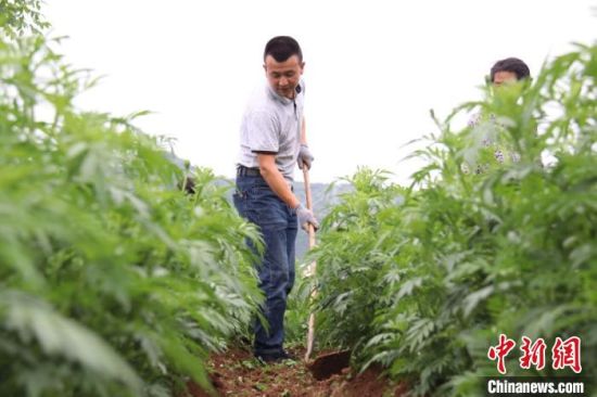 成县下南山村农民在地里锄草。　闫姣 摄