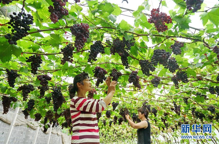 （经济）（1）河北滦州：果蔬种植鼓起农民“钱袋子”