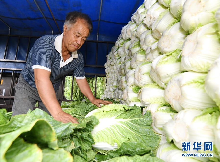 （社会）（2）河北乐亭：优质蔬菜保障首都“菜篮子”