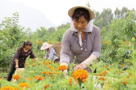 陇南成县：万寿菊进入采摘季（图）