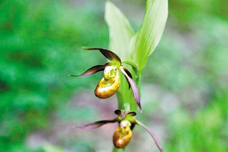 连城自然保护区发现“国保”I级野生植物山西杓兰