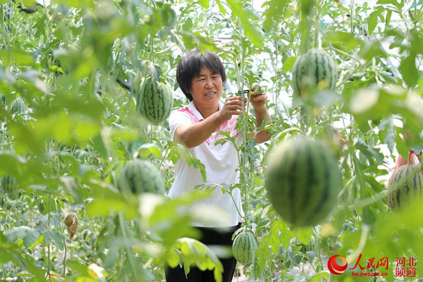 在河北省石家庄市井陉县威州镇新蒿亭村喜庆种植园，瓜农查看吊蔓西瓜长势。 王保龙摄