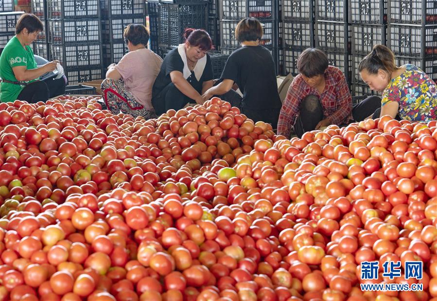 （经济）（2）河北滦南：壮大蔬菜产业 助力乡村振兴