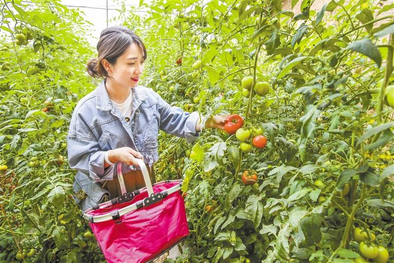 临夏市折桥镇特色农业助力乡村振兴