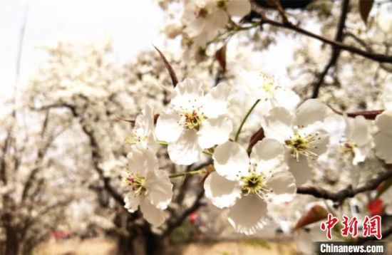 图为皋兰“世界第一古梨园”内的梨花。(资料图) 史静静 摄