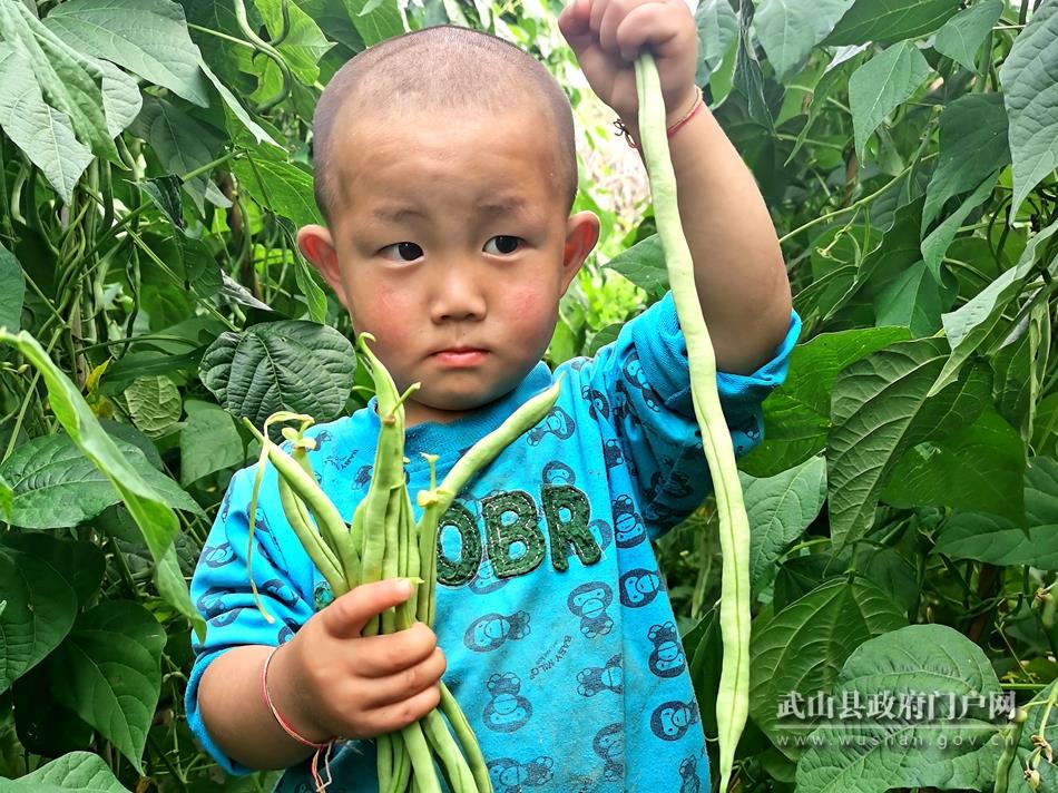 【走向我们的小康生活】武山：小康生活 “豆”来增收