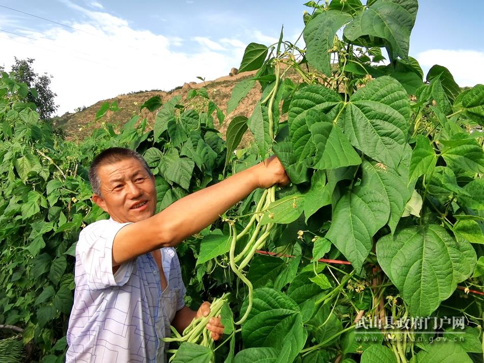 【走向我们的小康生活】武山：小康生活 “豆”来增收