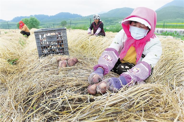 临夏州松鸣镇狼土泉村群众正在采收赤松茸