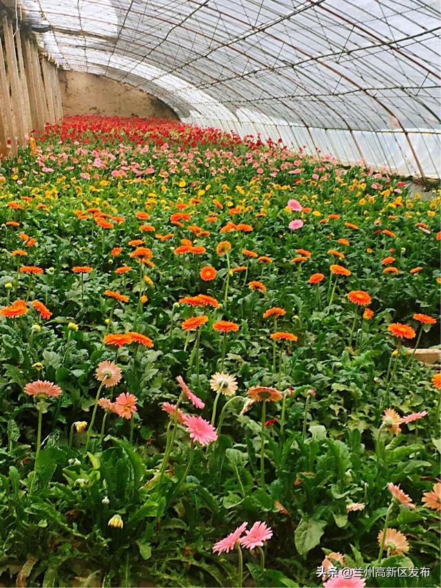 花卉产业带货新模式 助力消费扶贫----兰州高新区团工委开展