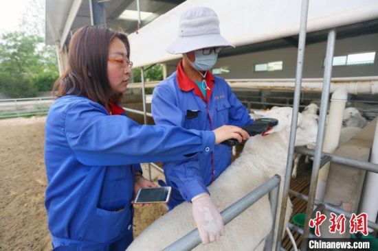 6月中下旬，武威普康养殖有限公司技术部经理王文娟正手持一体化终端扫描仪获取养只信息。　高展 摄