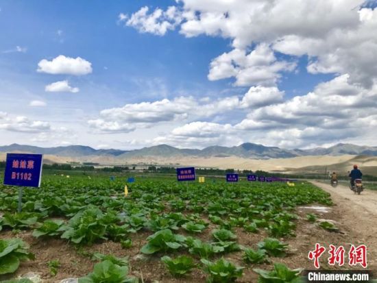 7月初，甘肃武威市天祝藏族自治县打柴沟镇的蔬菜示范基地中，各类蔬菜长得正旺。　闫姣 摄