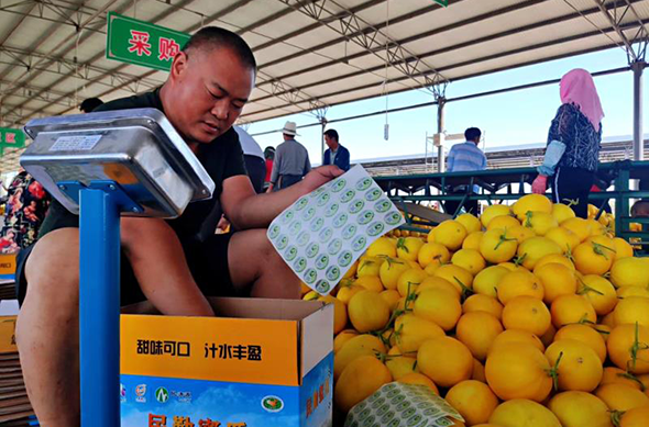 甘肃民勤：大漠蜜瓜“甜蜜来袭”