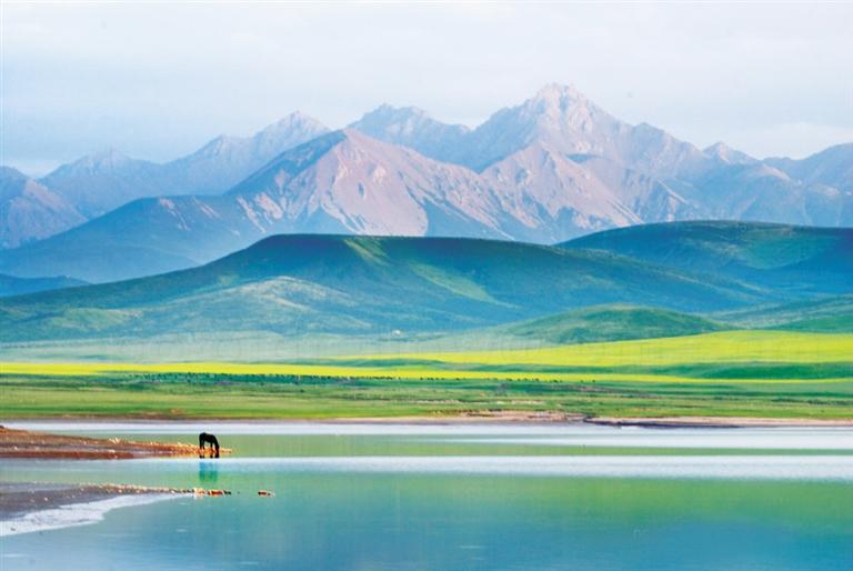 张掖：夏日塔拉草原策马黄金牧场,自有清风徐来