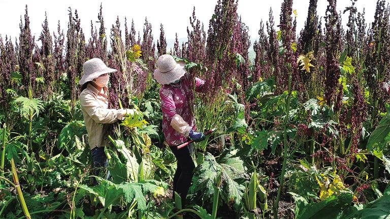 临夏州康乐县是全省17个中药材重点种植大县之一