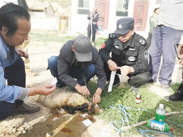 隆畅河保护站救助放归一只国家二级保护动物猪獾