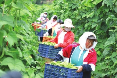 天水“武山豆角”喜获丰收