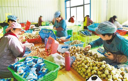 甘肅推動實施“六大特色農業產業”精準脫貧追蹤報道之菜產業 大菜園托起致富夢