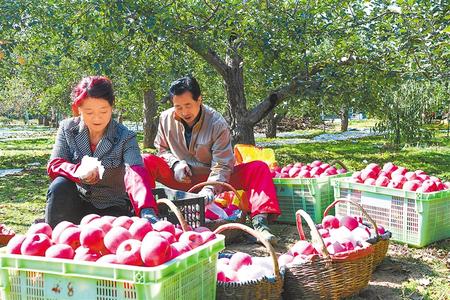 甘肃推动实施“六大特色农业产业”精准脱贫追踪报道之果产业 枝头结满“致富果”