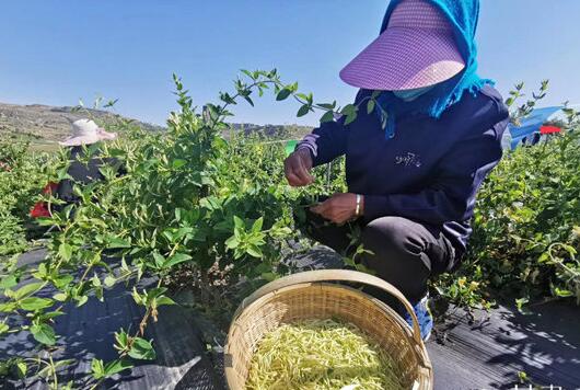 甘肃通渭：金银花里摘“金银” 脱贫致富有“花路”