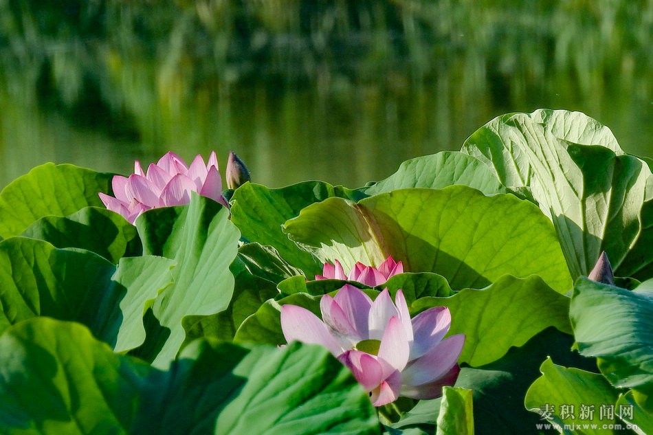 DSCN25991.jpg