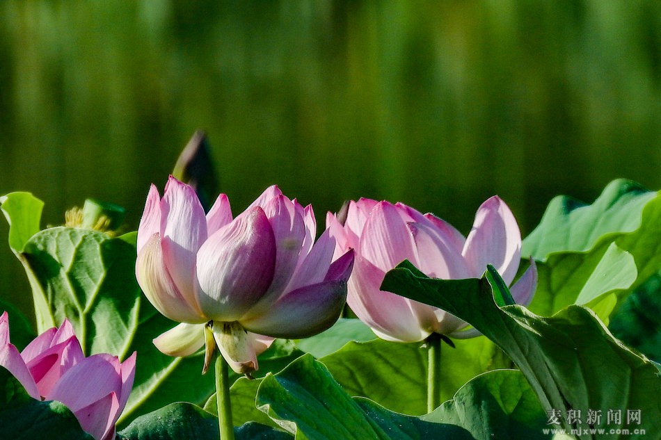 DSCN26011.jpg