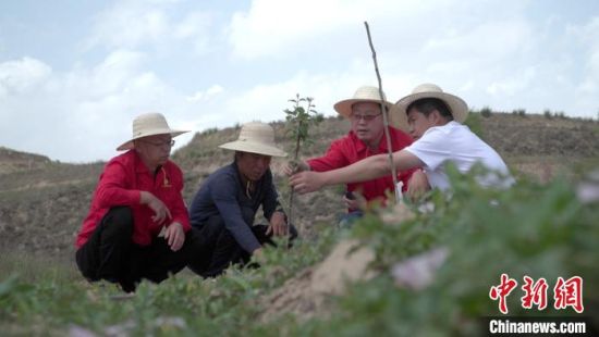 2020年4月23日，席宏涛(右二)和驻村干部在山间地头查看苹果新品种“瑞阳”和“瑞雪”种植情况。(资料图) 王琳 摄