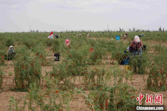7月下旬，农户正在金塔县荒漠戈壁上采收苁蓉籽。　卢玉 摄