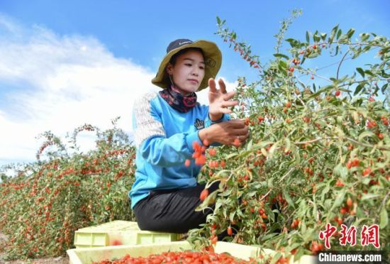 图为工人们采摘枸杞。　师永红 摄