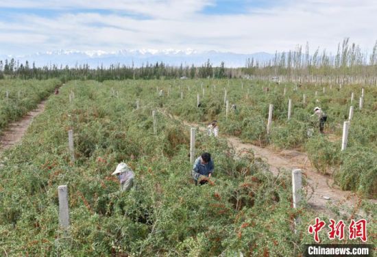 图为工人们忙着采摘枸杞。　师永红 摄