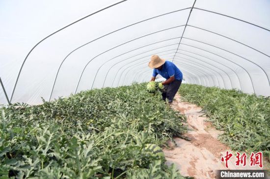 七月中下旬,甘肃临夏州临夏市折桥镇的高原西瓜迎来采摘季。 杨艳敏 摄 七月中下旬,甘肃临夏州临夏市折桥镇的高原西瓜迎来采摘季。 杨艳敏 摄