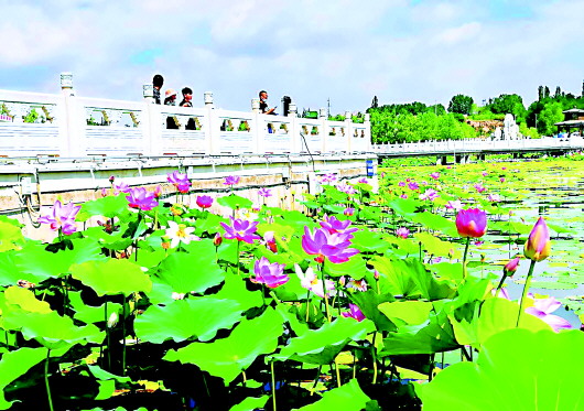 与“荷”相约 共“香”夏日 白银区第四届荷花节本月28日开幕