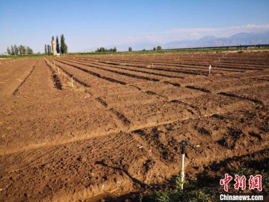 图为7月底播种的蔬菜基地。　刘薛梅 摄