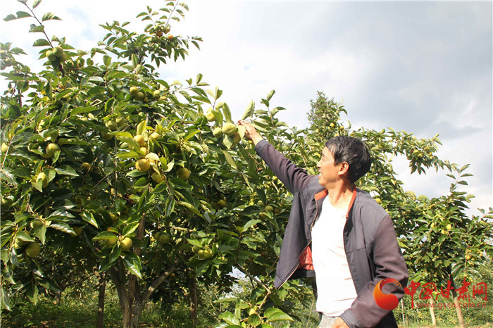 好“柿”多磨 重庆武隆李树群带领乡亲种植甜柿子致富