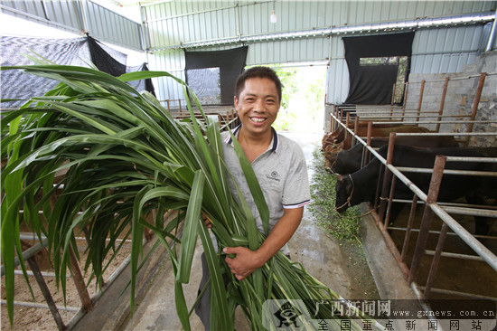 河池70.22万人口脱贫的背后：脱贫路上疾步行 脱贫攻坚有“妙方”