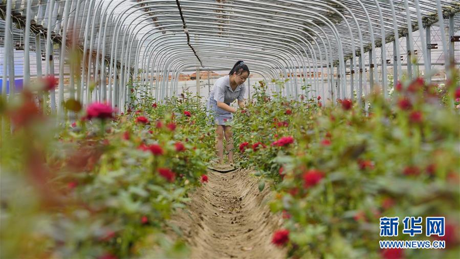 （经济）（2）河北滦州：特色花卉种植促增收