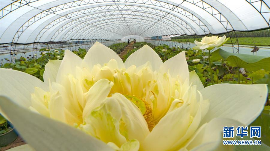 （经济）（4）河北滦州：特色花卉种植促增收