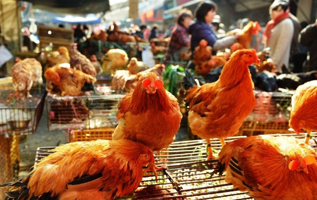兰州市全面禁止活禽交易，实行集中定点屠宰