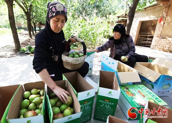 【走向我们的小康生活】临夏县河西乡：特色林果成为助农增收的“金果果”