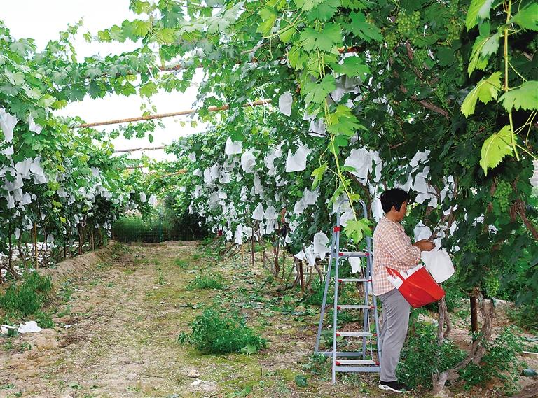 永靖县刘家峡镇红柳村因地制宜发展葡萄等特色产业